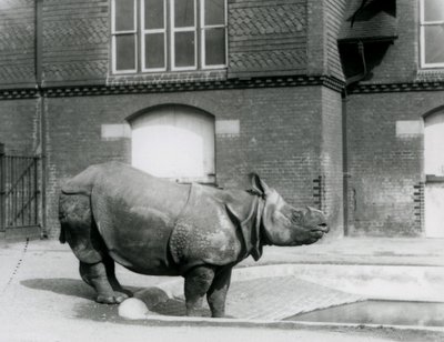 Rhinocéros Indien Felix au bord de son bassin au Zoo de Londres en 1927 - Frederick William Bond