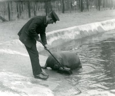 Le gardien Arthur Chandler balaie la piscine des morses, Zoo de Londres, 1924 - Frederick William Bond