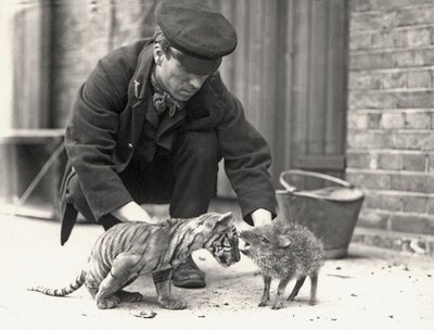 Gardien, H. Warwick, avec un tigreau et un pécari, pris au zoo de Londres, mai 1914 - Frederick William Bond