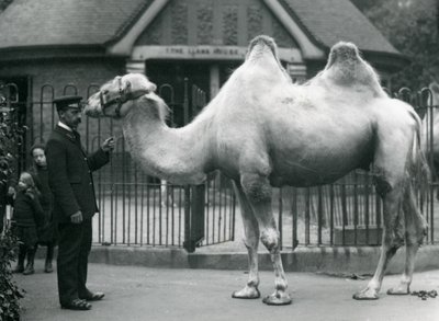 Gardien W. Styles, avec un chameau de Bactriane, devant la maison des lamas au zoo de Londres, juillet 1914 - Frederick William Bond
