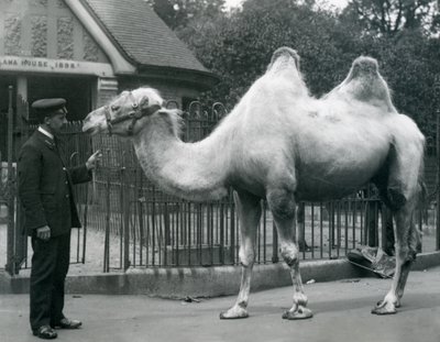 Gardien W. Styles, avec un chameau de Bactriane, devant la maison des lamas au zoo de Londres, juillet 1914 - Frederick William Bond