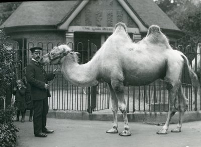 Gardien W. Styles, avec un chameau de Bactriane, devant la maison des lamas au zoo de Londres, juillet 1914 - Frederick William Bond