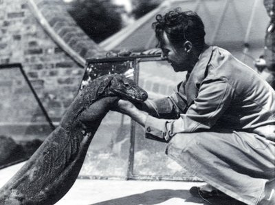 Dragon de Komodo Sumbawa avec le gardien H. Alec Budd, 1928 - Frederick William Bond