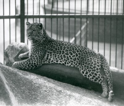 Léopard Rex allongé sur une bûche dans son enclos au Zoo de Londres en juillet 1925 - Frederick William Bond
