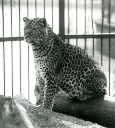 Léopard Rex assis sur une bûche dans son enclos au Zoo de Londres en juin 1925 - Frederick William Bond