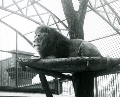 Lion mâle, 