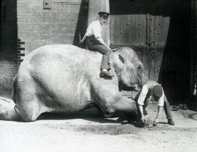 Sundermalah se faisant tailler le pied avant par un gardien avec une lime, tandis qu