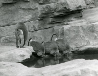 Trois babouins sacrés boivent dans une piscine dans leur enclos rocheux tandis qu