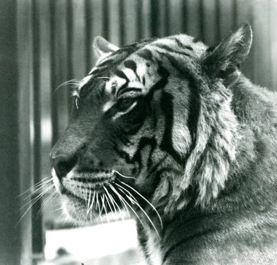Tigre Sam au Zoo de Londres en 1925 - Frederick William Bond