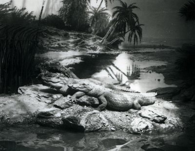 Deux alligators dans un cadre panoramique, zoo de Londres, juin 1927 - Frederick William Bond