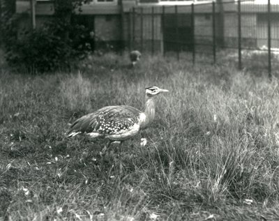Deux outardes arabes debout dans leur enclos au Zoo de Londres, septembre 1927 - Frederick William Bond