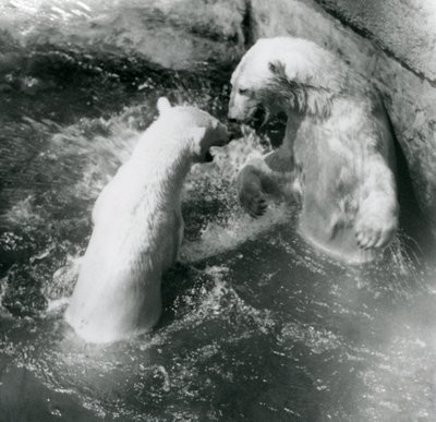 Deux Ours Polaires jouent dans leur bassin. Zoo de Londres en 1926 - Frederick William Bond