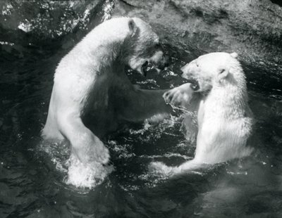 Deux ours polaires jouant dans leur piscine au zoo de Londres en 1926 - Frederick William Bond