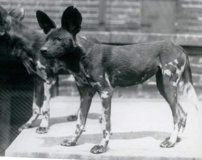 Deux chiens sauvages somaliens au zoo de Londres, juillet 1925 - Frederick William Bond