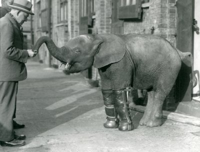 Jeune éléphant pygmée africain Oojah avec attelles, dans le cadre de son traitement contre le rachitisme, zoo de Londres, 1926 - Frederick William Bond