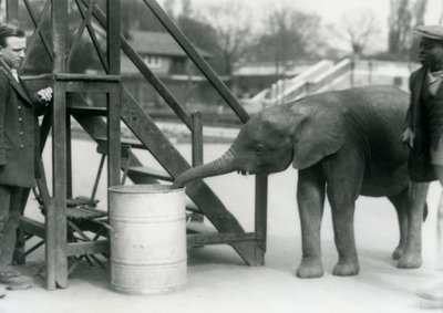 Jeune éléphante pygmée africaine Oojah inspectant un tonneau avec sa trompe, tandis que son gardien et son dresseur regardent, zoo de Londres, juillet 1925 - Frederick William Bond