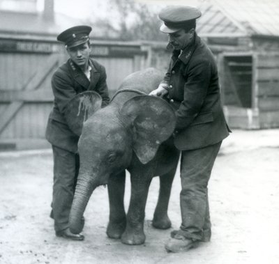 Jeune éléphante pygmée africaine Oojah avec deux gardiens au zoo de Londres en avril 1925 - Frederick William Bond