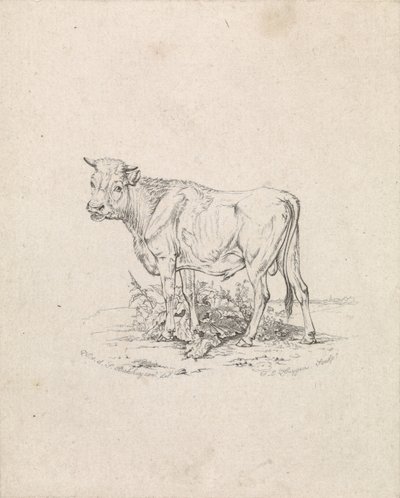 Taureau - Frederik Lodewijk Huygens