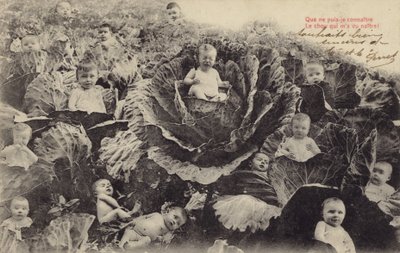 Bébés dans le champ de choux - French Photographer