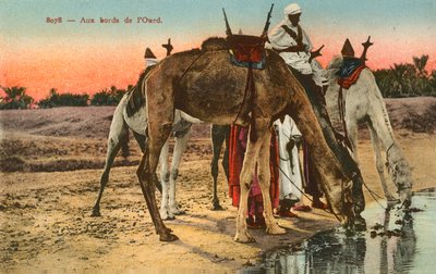 Chameaux buvant au bord de la rivière Oued, Algérie - French Photographer