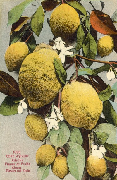 Citrons et fleurs de citron - French Photographer