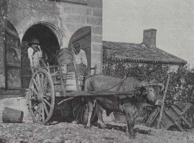 Transport de raisins récoltés par charrette à bœufs - French Photographer