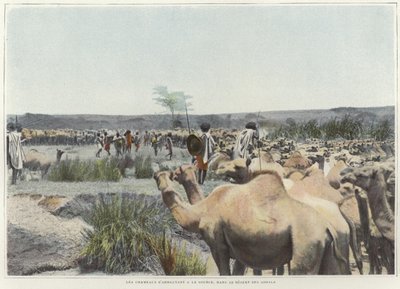 Abreuvement des chameaux à la source dans le désert - French Photographer