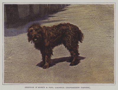 Griffon d