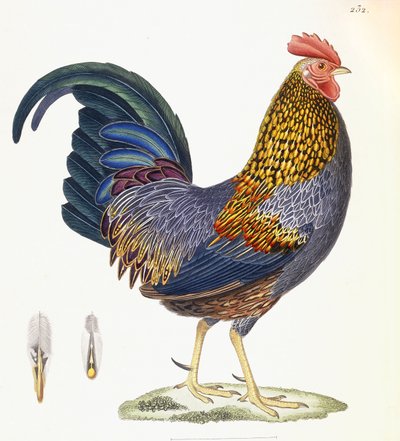Une poule, Planche 232, du "Nouveau Recueil de Planches Coloriees d
