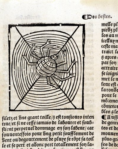 Une araignée dans sa toile dans "Le Jardin de santé traduit du latin en français nouvellement imprimé à Paris" - French School