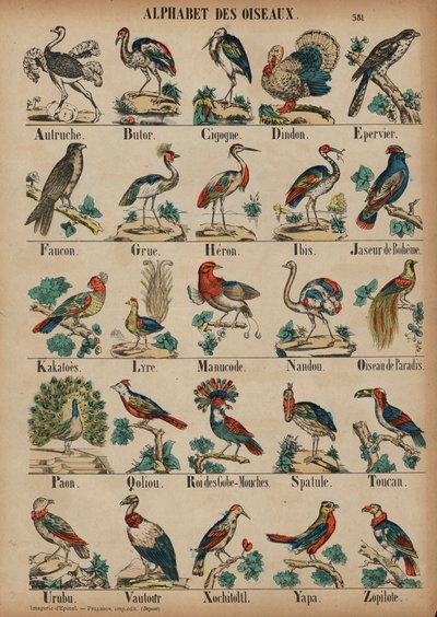De A à Z des oiseaux - French School