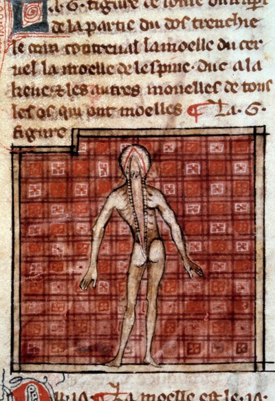 Figure anatomique : peau, dos ouvert, montrant le cerveau et la moelle épinière. Miniature du manuscrit « Chirurgie » (Folio 12) écrit par Henri de Mondeville (chirurgien de Philippe Le Bel, professeur d