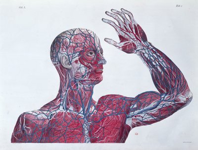 Anatomie de la tête et du bras humain, d
