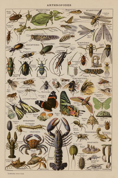 Arthropodes - French School
