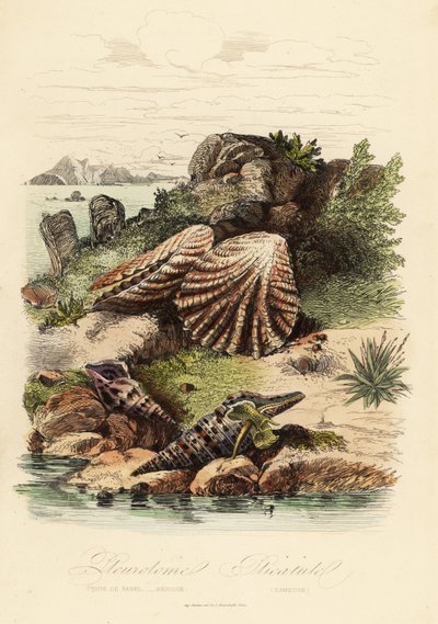 Babylon turrid, Turris babylonia, escargot de mer, Raphitoma echinata et palourde pattes de chaton, Plicatula gibbosa - French School