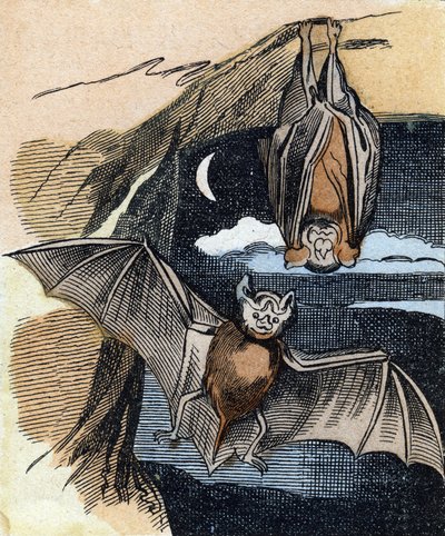 Chauve-souris. Gravure dans "Buffon Alphabet des Oiseaux n° 1". 3e Série n° 1. Imagerie d
