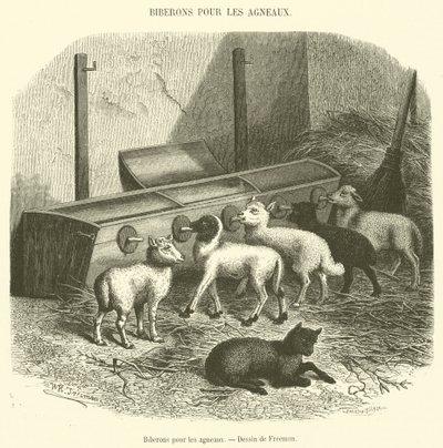 Biberons pour les agneaux - French School