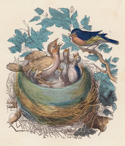 Oiseau nourrissant ses petits dans le nid - French School