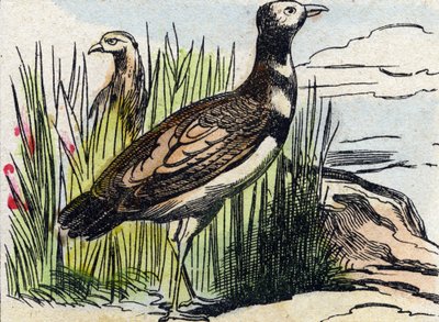 Outarde. Gravure dans "Buffon Alphabet des Oiseaux n 1". 3e Série N 1. Imagerie d