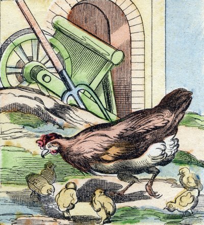 Poulet et poussins. Gravure dans "Buffon Alphabet des Oiseaux n 2". 3e Série N 2. Imagerie d