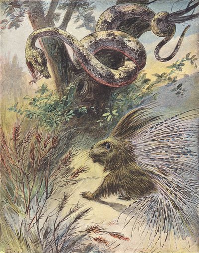 Confrontation entre un serpent et un porc-épic (lithographie couleur) - French School