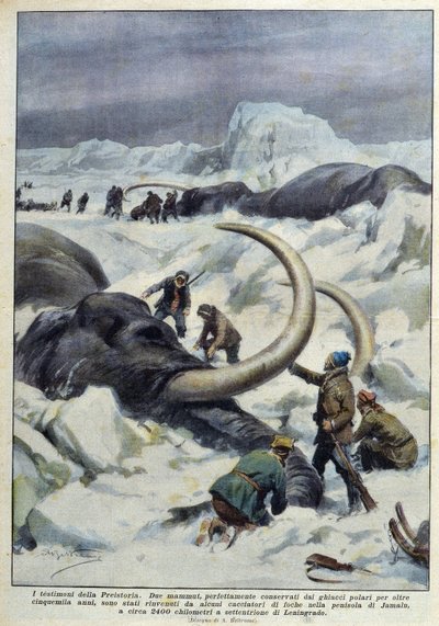 Découverte de mammouths préhistoriques pris dans la glace polaire, début 20ème siècle - French School