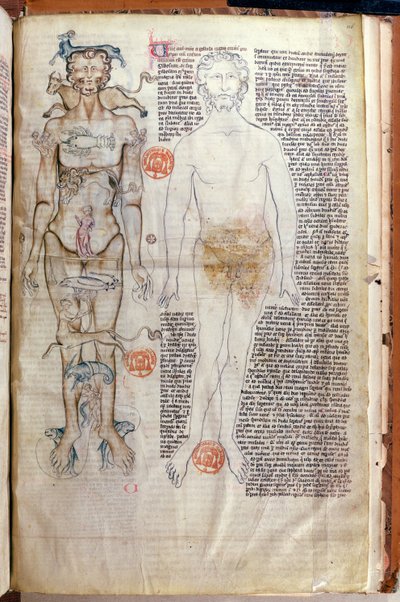 F.116v La relation entre le corps humain et les signes du zodiaque, d