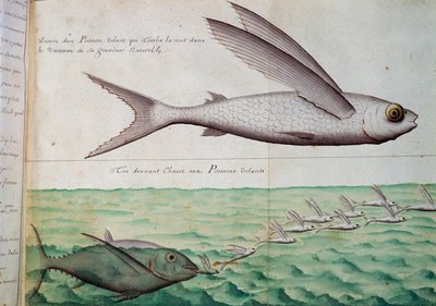 Poisson volant et thon chassant le poisson volant, Tropique du Cancer, aquarelle du journal de bord de Jacques Gouin de Beauchesne (1652-1730), capitaine de la Compagnie royale de la Mer du Sud, de 1698 à 1701, France - French School
