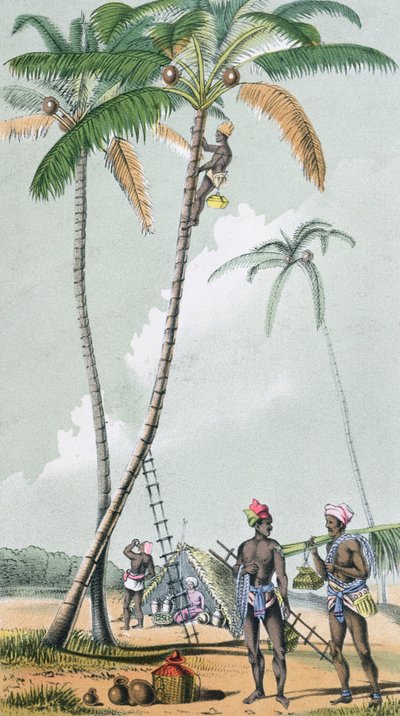 Récolte de noix de coco pour la préparation du Toddy en Inde - French School