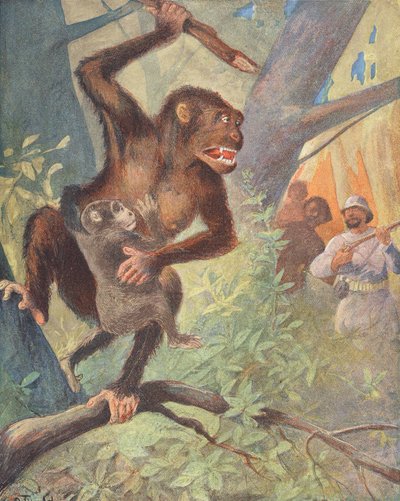 Gorillas (colour litho) - French School