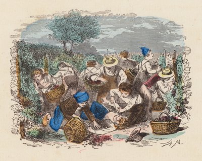 Vendange dans un vignoble - French School