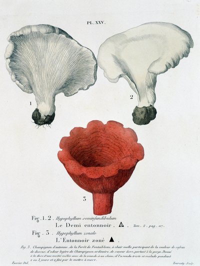 Demi-entonnoir et entonnoir zoné dans « Traité des champignons » par Jean Jacques Paulet, fin 18ème siècle - French School