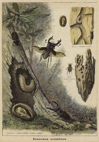 Insectes nuisibles - French School