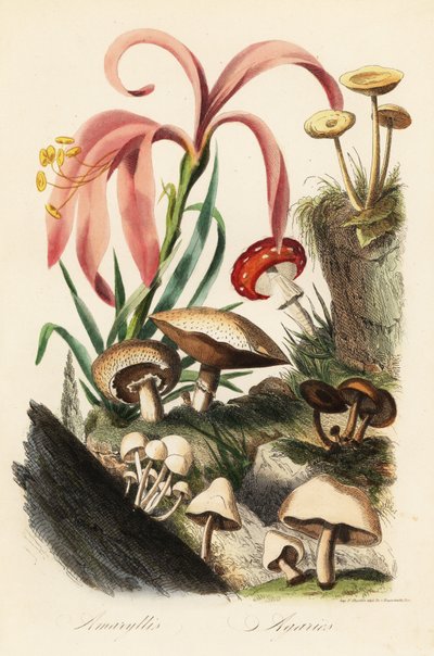Espèces d